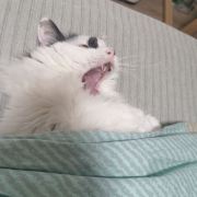 酥饼好吃还减肥