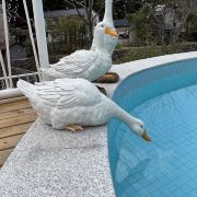 飞在天空的大鹅