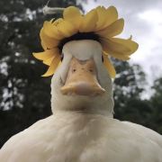 廣州丶吳彥祖