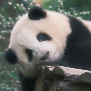 杰枫Feng