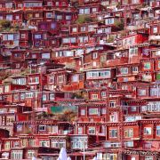 逍遥自在的猪悠悠