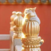 Golden-monkey