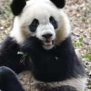 福多多福气多多