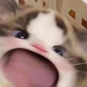 一颗西蓝花·🥦