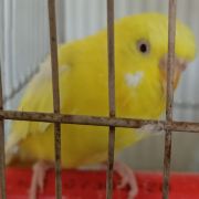 克兰茨贝格杨勇