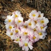 啊子体验旅行者