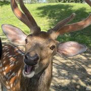 具有美貌的煎饼狗子