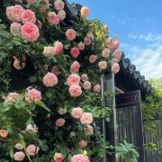 (●—●)静静子呀