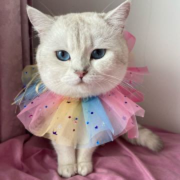 致这世界上的另一个我