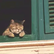 飞奔的胶猫