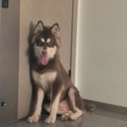 爱旅游的大表哥