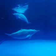 大灰狼旅游日记