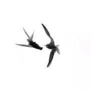 Linst_