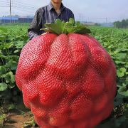 爱旅游的小绵羊🥕🥕🥕