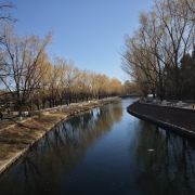 不开花的蒲公英