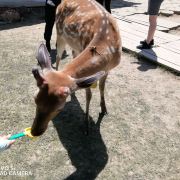 霍尔斯山谷郑和