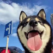 皮皮带你探索未知的旅行惊喜