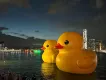 林先生852