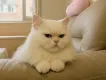 豆麥
