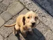 TÖKI TUKI