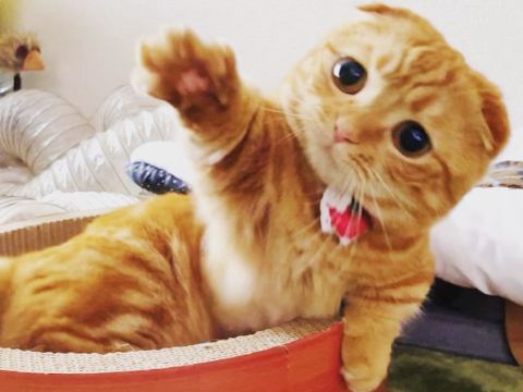Little foodie cat