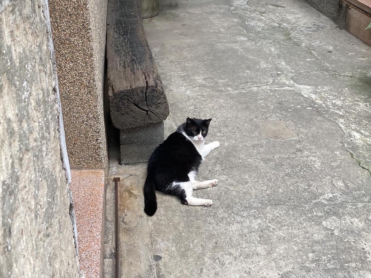 そつこり
