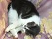 Mishi