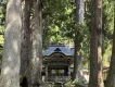 緑のtea
