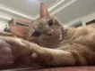 張竣杰