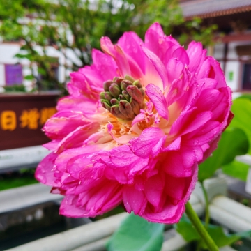香港自由行客人