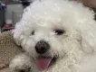 Ahmomo