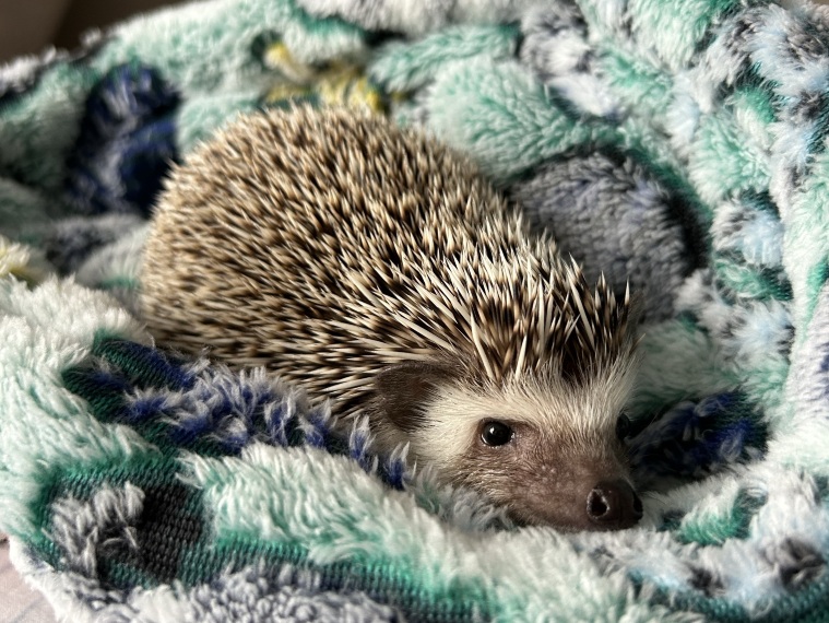chubbypotato