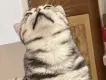 小米生