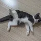 澳門路人甲