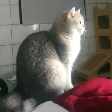 Li Lia