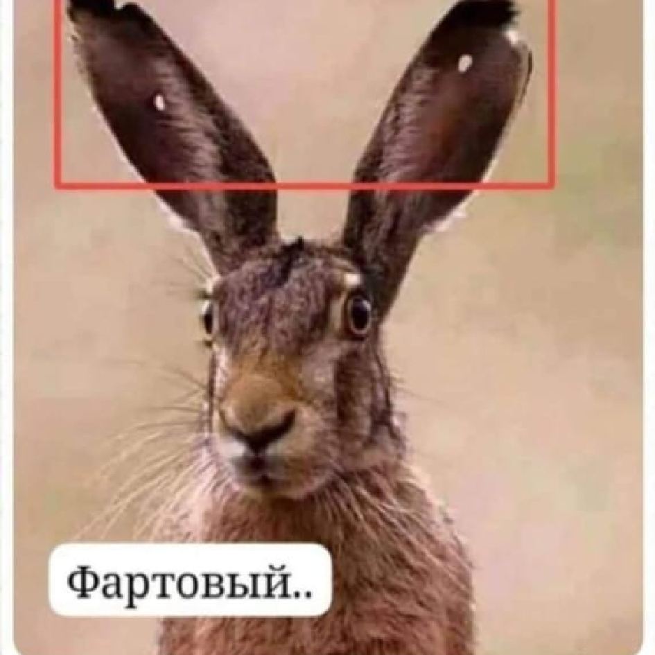 _TIRU******1u2vyo