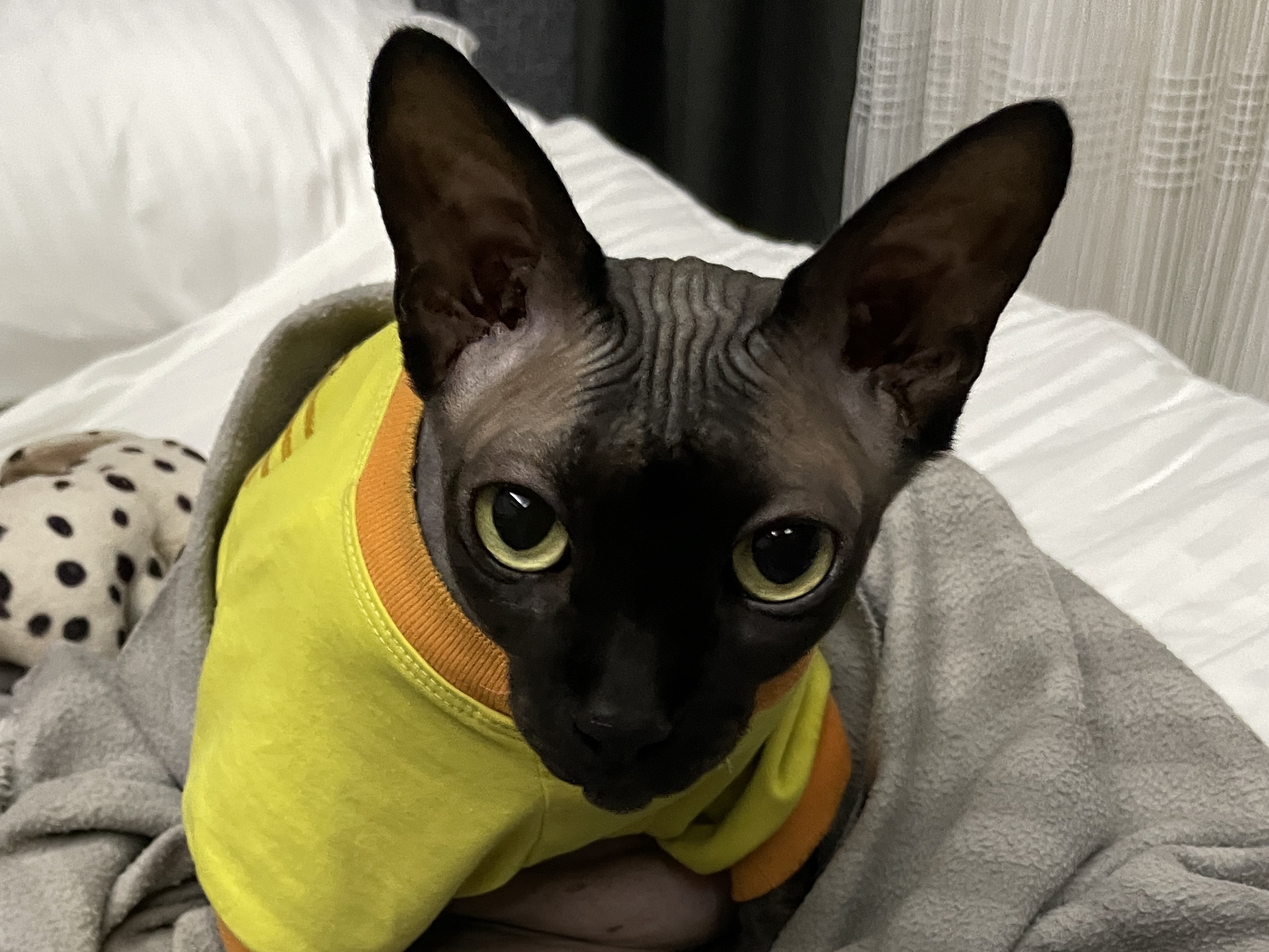 Traveler(=^‥^=)cat