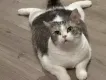 Gy21