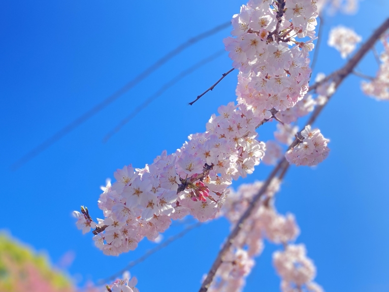 chipikono