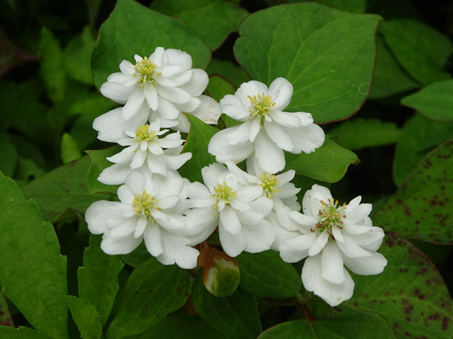 Wandering sisters Moe