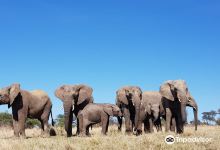 Adventures with Elephants景点图片