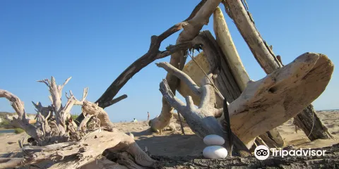 Riserva Naturale Orientata Foce del Fiume Platani