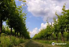 Wine Shop - Poggio delle Grazie景点图片