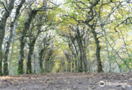 Charmille of Haut-Maret景点图片