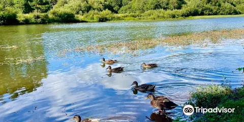 Crombie Country Park