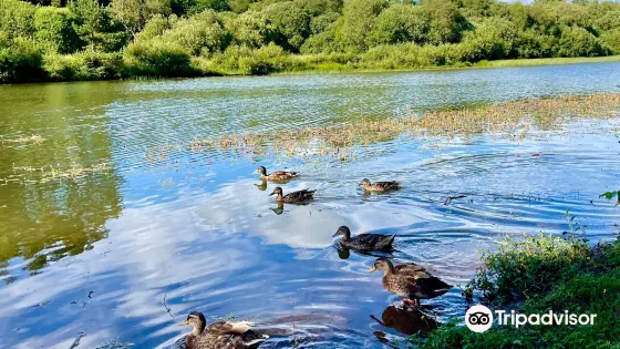 Crombie Country Park