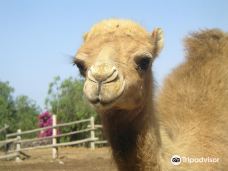 Camel Park-阿罗纳
