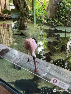 国家动物园-华盛顿