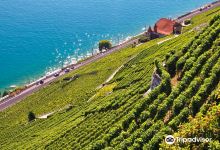 Terres de Lavaux - Grands vins de Lavaux/Suisse景点图片