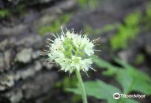 Baker Woods Nature Preserve景点图片